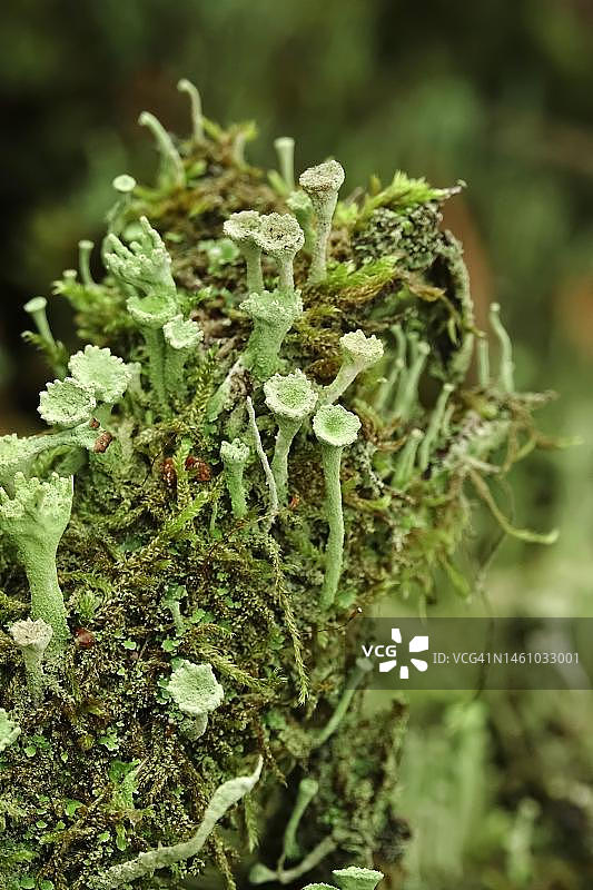 ⼝杯地⾐（Cladonia Fimbriata），森林，⼗⽉，萨克森，德国图片素材