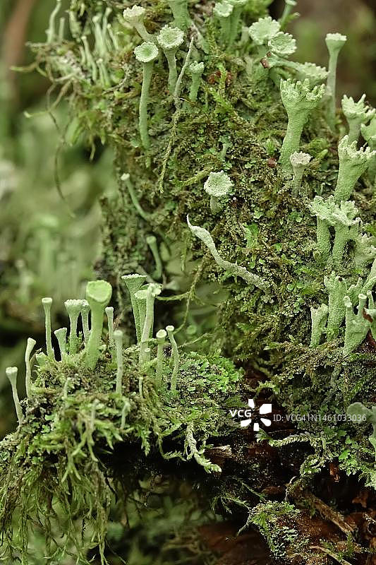 ⼝杯地⾐（Cladonia Fimbriata），森林，⼗⽉，萨克森，德国图片素材