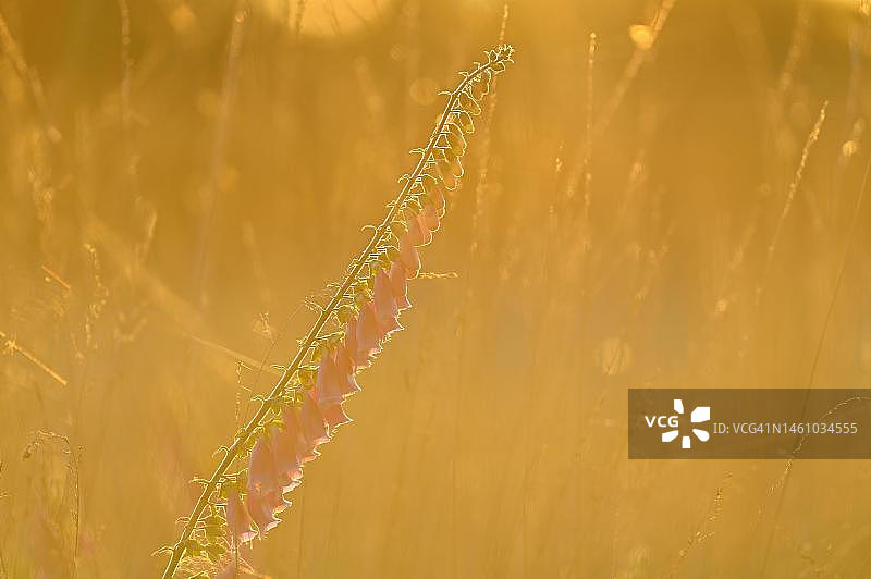 毛地黄，下莱茵地区，北莱茵-威斯特法伦州，德国图片素材