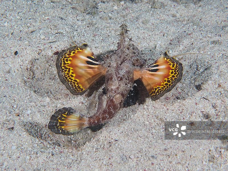 红海丝鳍 назем 鱼（丝鳍 назем 鱼）用彩色鳍警告敌人。埃及红海El Quesir红树林湾House Reef潜水点图片素材