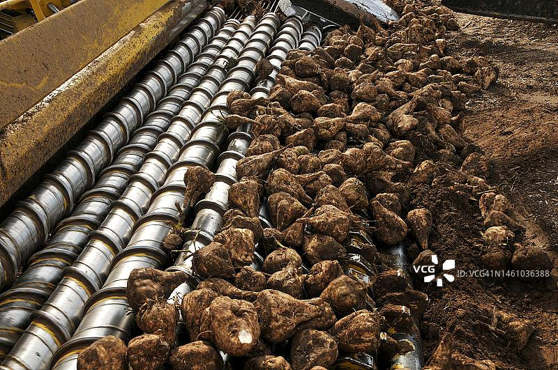 甜菜清理装载机在德国黑森州捡拾、清理和装载甜菜(Beta vulgaris subsp. vulgaris)图片素材