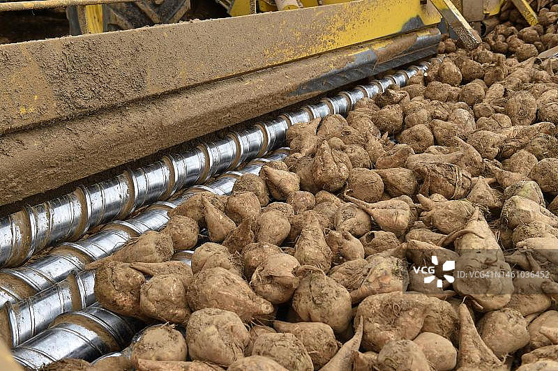 甜菜清理装载机在德国黑森州捡拾、清理和装载甜菜(Beta vulgaris subsp. vulgaris)图片素材