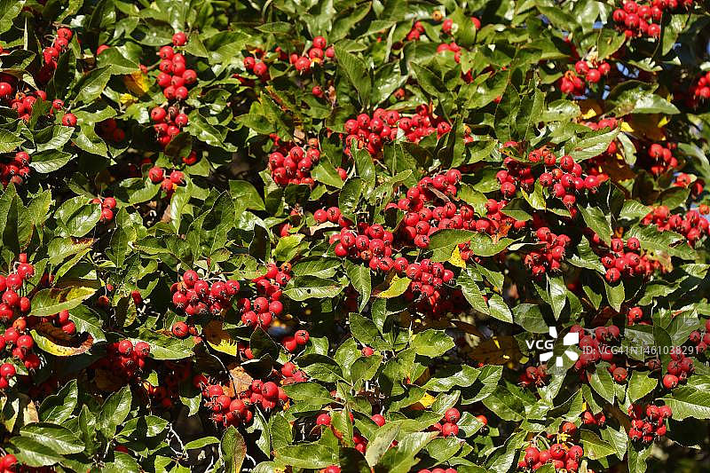 德国秋季的欧洲花楸树及其果实图片素材