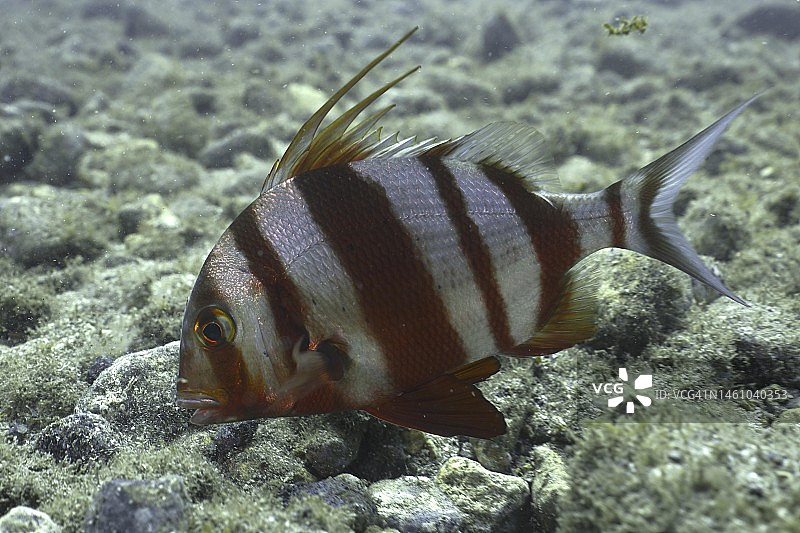 大西洋西班牙海鲷图片素材