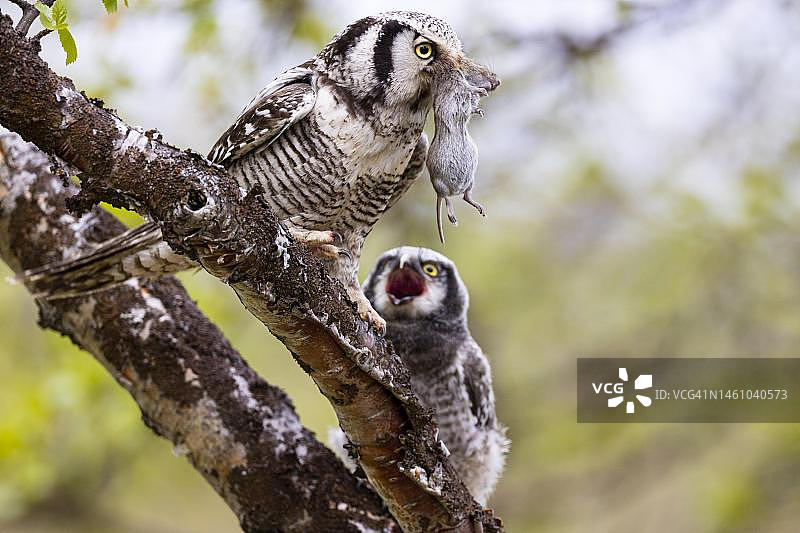 挪威瓦朗厄尔：正在喂食田鼠的北鹰鸮图片素材