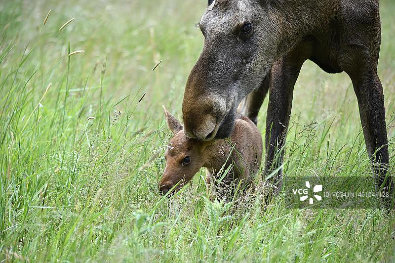 驼鹿（Alces alces），德国草地上带着小牛的麋鹿图片素材