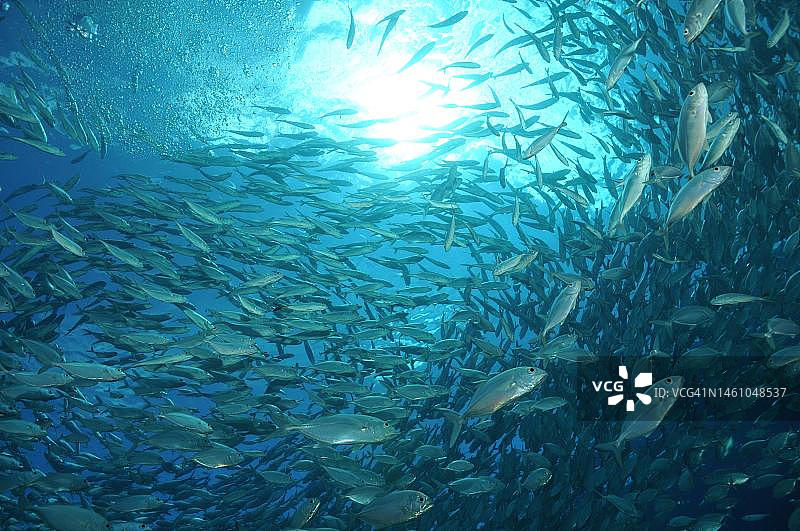 印度尼西亚的鲭鱼群图片素材