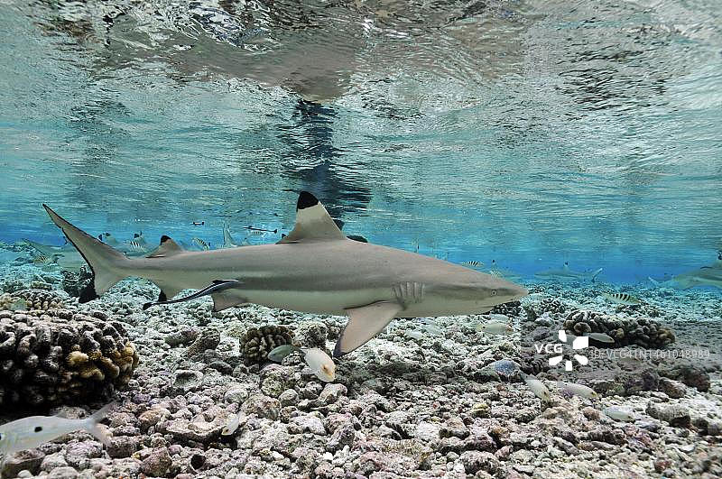 黑鳍礁鲨（南太平洋法卡拉瓦浅水区）图片素材