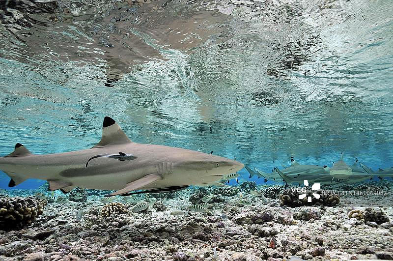 黑鳍礁鲨（南太平洋法卡拉瓦浅水区）图片素材