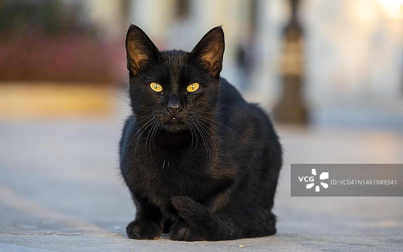 希腊伯罗奔尼撒的黑猫图片素材