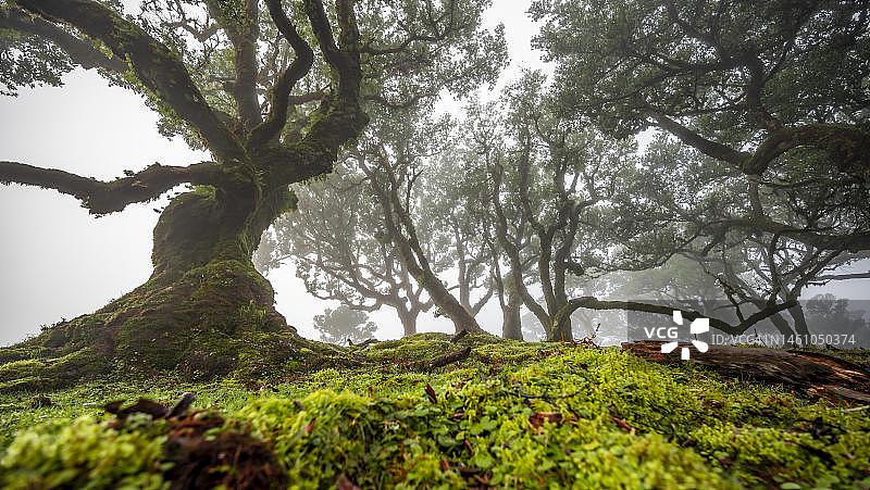 被苔藓和植物覆盖的月桂树，在雾中，古老的月桂森林，臭木（Ocotea foetens），月桂树林，联合国教科文组织世界遗产，法纳尔，马德拉，葡萄牙图片素材
