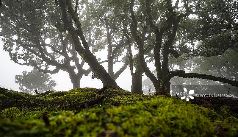 被苔藓和植物覆盖的月桂树，在雾中，古老的月桂森林，臭木（Ocotea foetens），月桂树林，联合国教科文组织世界遗产，法纳尔，马德拉，葡萄牙图片素材