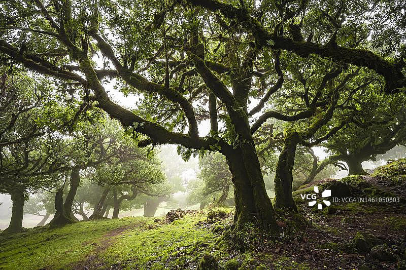 被苔藓和植物覆盖的月桂树，在雾中，古老的月桂森林，臭木（Ocotea foetens），月桂树林，联合国教科文组织世界遗产，法纳尔，马德拉，葡萄牙图片素材
