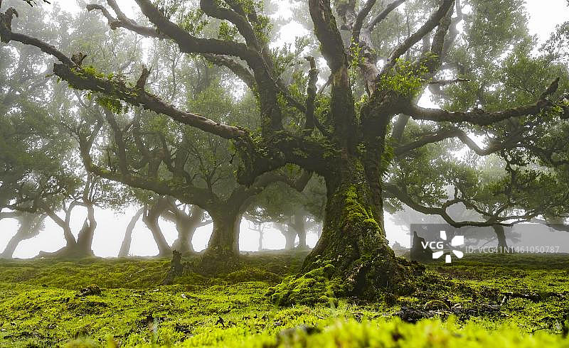 被苔藓和植物覆盖的月桂树，在雾中，古老的月桂森林，臭木（Ocotea foetens），月桂树林，联合国教科文组织世界遗产，法纳尔，马德拉，葡萄牙图片素材