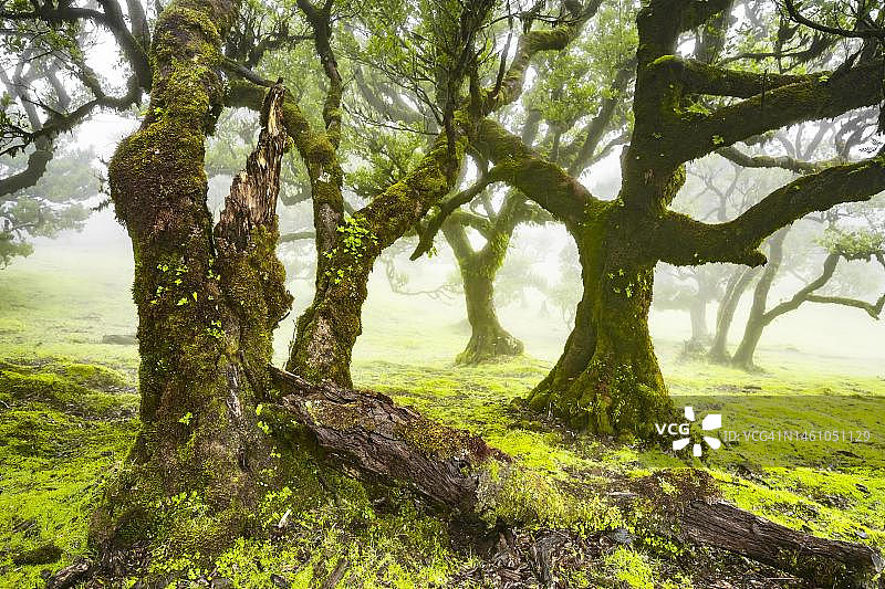 被苔藓和植物覆盖的月桂树，在雾中，古老的月桂森林，臭木（Ocotea foetens），月桂树林，联合国教科文组织世界遗产，法纳尔，马德拉，葡萄牙图片素材