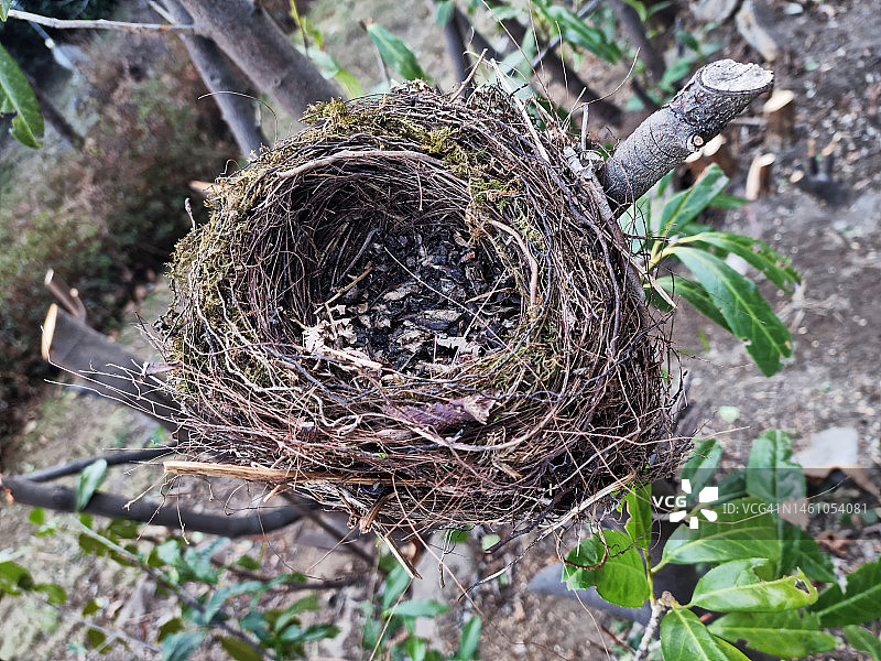 远足小径上的光秃树上的鸟巢图片素材
