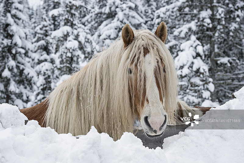 冬季的哈福林格马图片素材