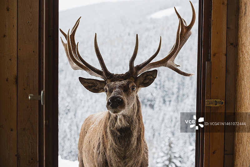 雄性马鹿图片素材
