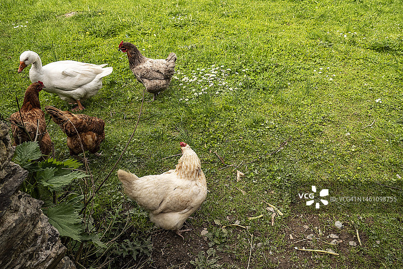 四只母鸡和一只鹅照片图片素材