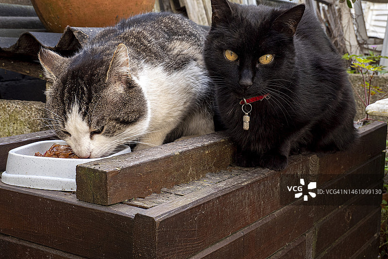 两只猫图片素材