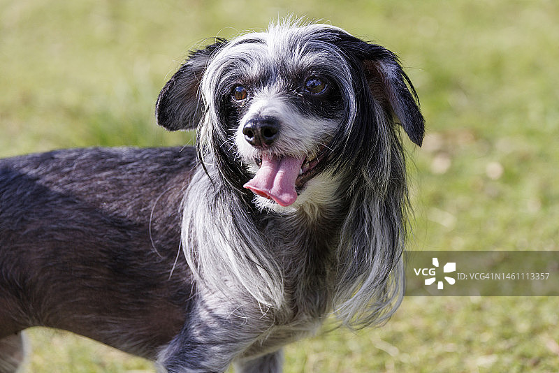 中国冠毛犬在公园里玩耍图片素材