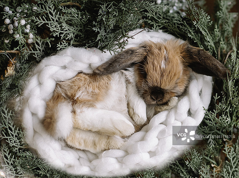 小兔子图片素材