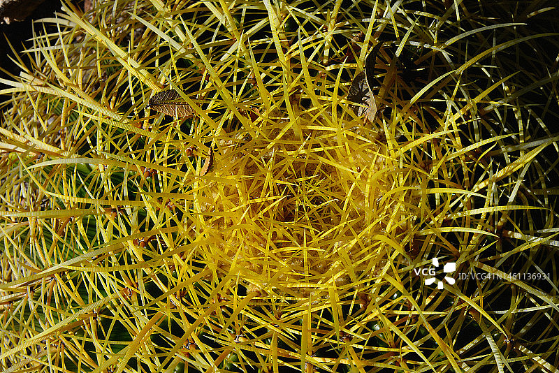 特写：沙漠中的桶形仙人掌图片素材