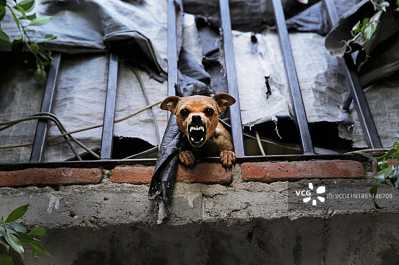 墨西哥屋顶犬图片素材