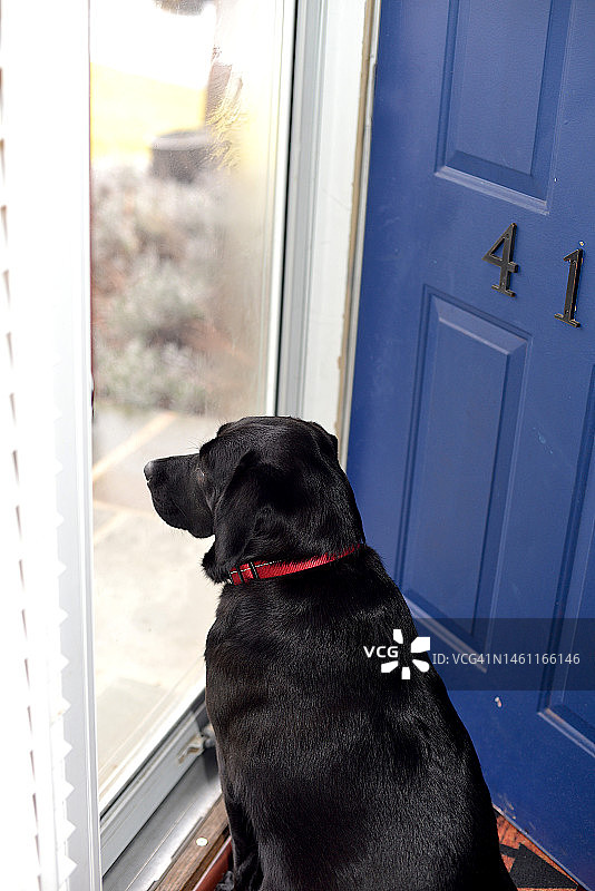 坐在防风门前的幼犬图片素材