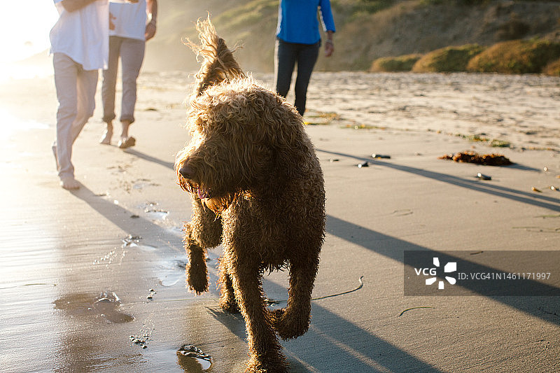 拉布拉多犬在海滩上走在家人前面图片素材