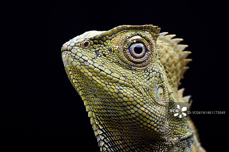 森林飞龙蜥蜴的细节图片素材
