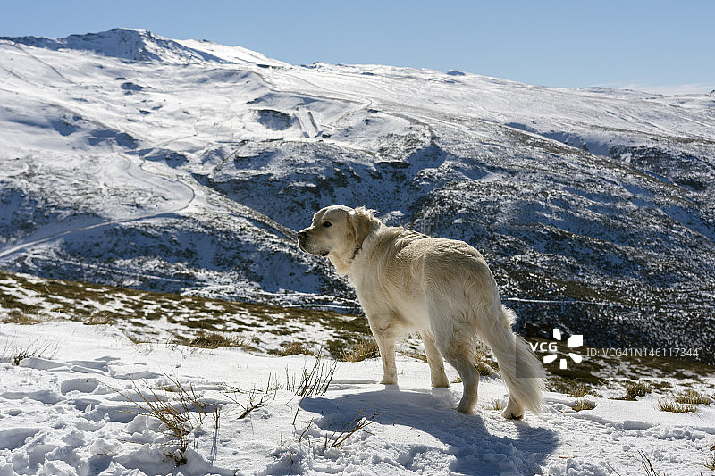 寻回犬在雪山顶上眺望远方图片素材