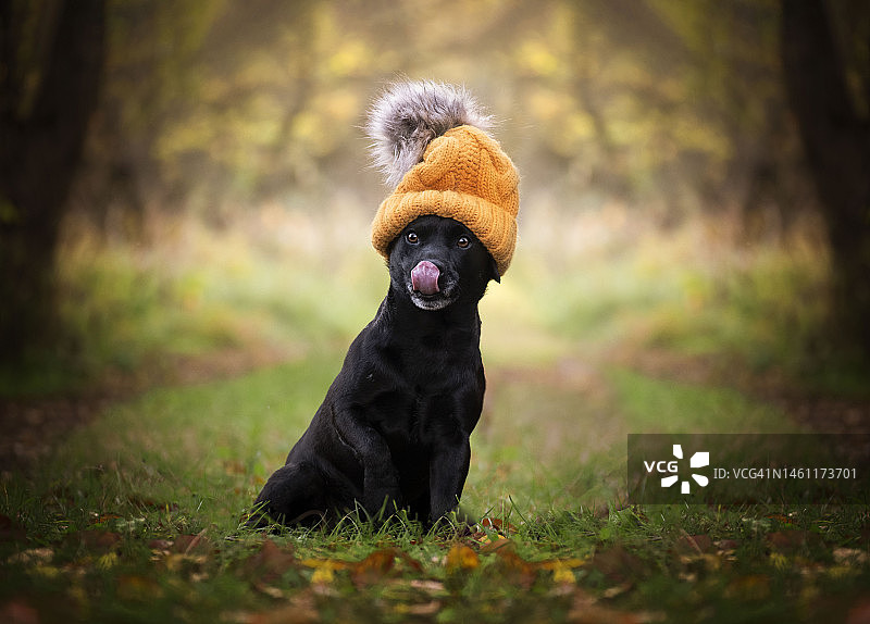 湖畔梗犬。梗犬的秋季肖像。万圣节图片素材
