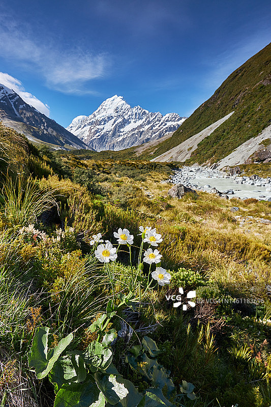 库克山与库克山百合图片素材