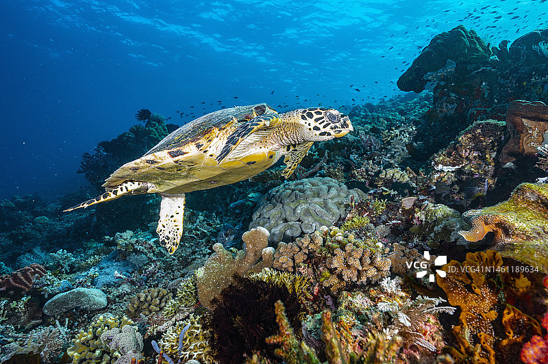科莫多弗洛勒斯岛海域漂浮的玳瑁图片素材