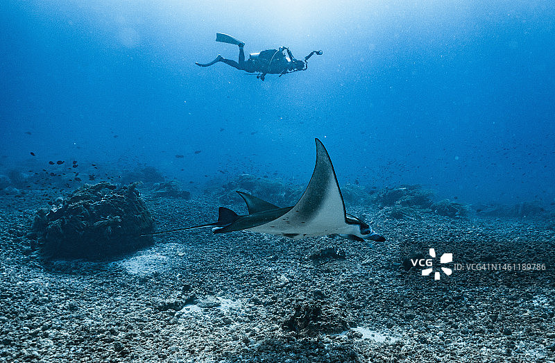 潜水员在科莫多弗洛勒斯岛附近拍摄蝠鲼图片素材