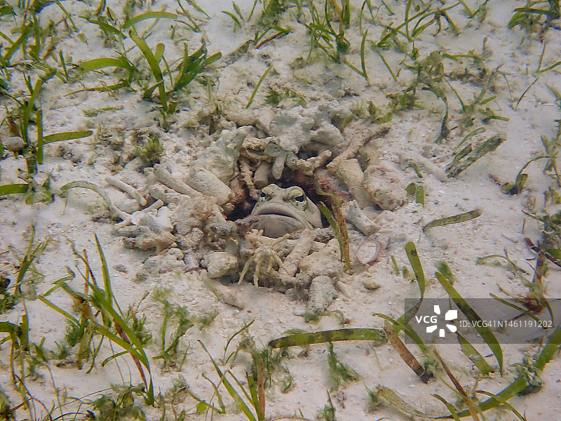 香蕉岛穴居塘鳢图片素材