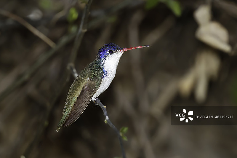 紫冠蜂鸟图片素材