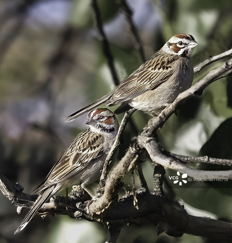 云雀麻雀夫妇图片素材