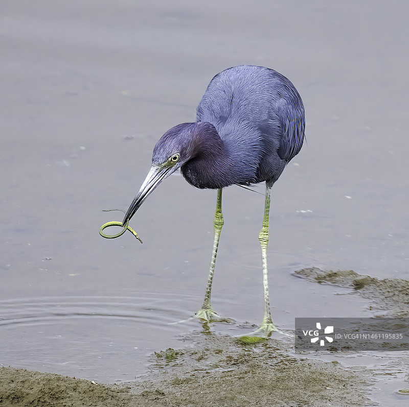 嘴里叼着海龙的小蓝鹭图片素材