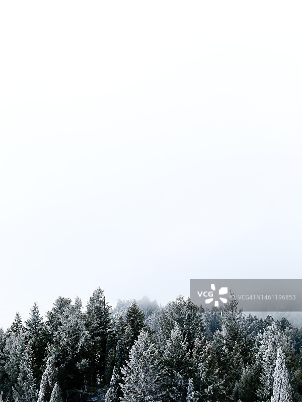 覆盖着松树和白雪的冬季山脉图片素材