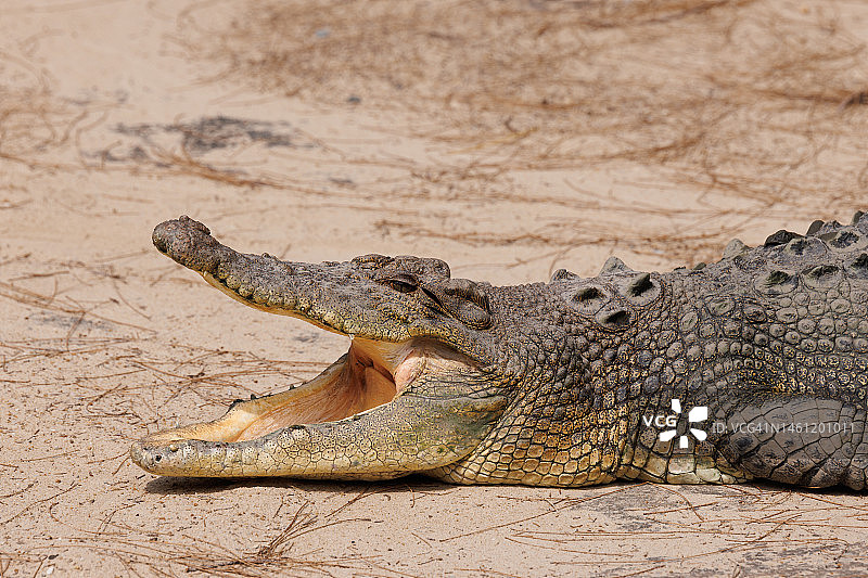 咸水鳄的口鼻图片素材