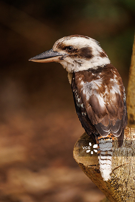 笑翠鸟图片素材