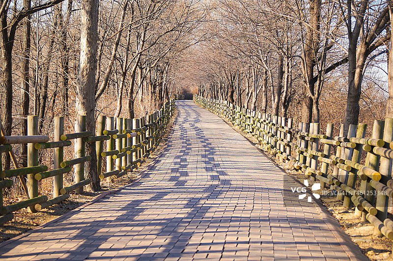 公园森林冬季小径图片素材