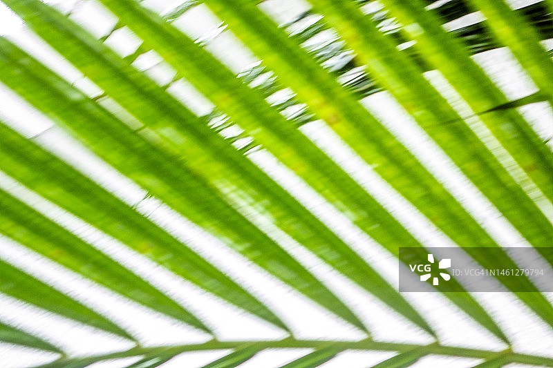 新加坡武吉知马自然保护区图片素材