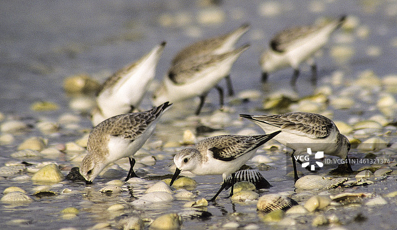 在佛罗里达海滩上觅食软体动物和甲壳类动物的矶鹬图片素材