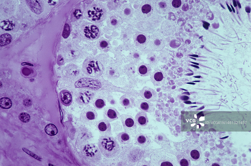 睾丸组织学：生精小管，显示精子发生、间质细胞，250倍图片素材