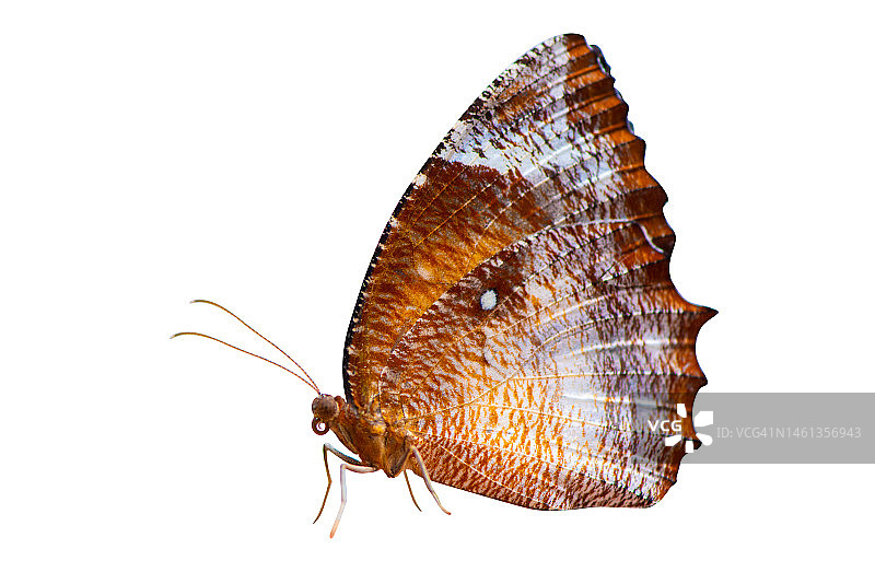 白色背景上的黄红色天然蝴蝶图片素材