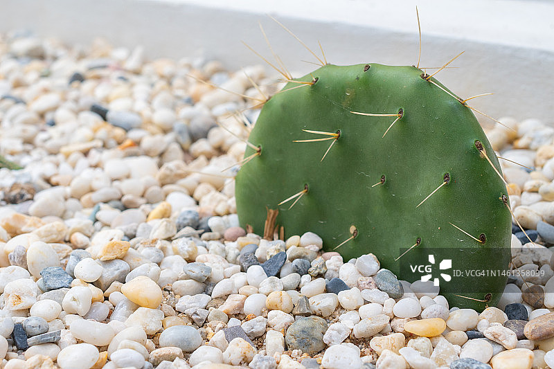 岩石花园中生长的金枪鱼仙人掌图片素材