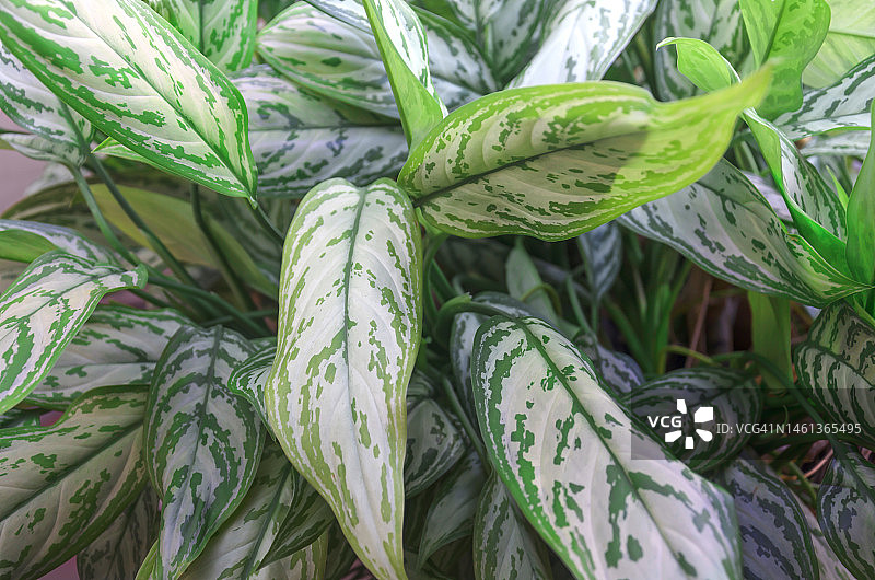 玛丽安万年青（银皇后万年青）图片素材